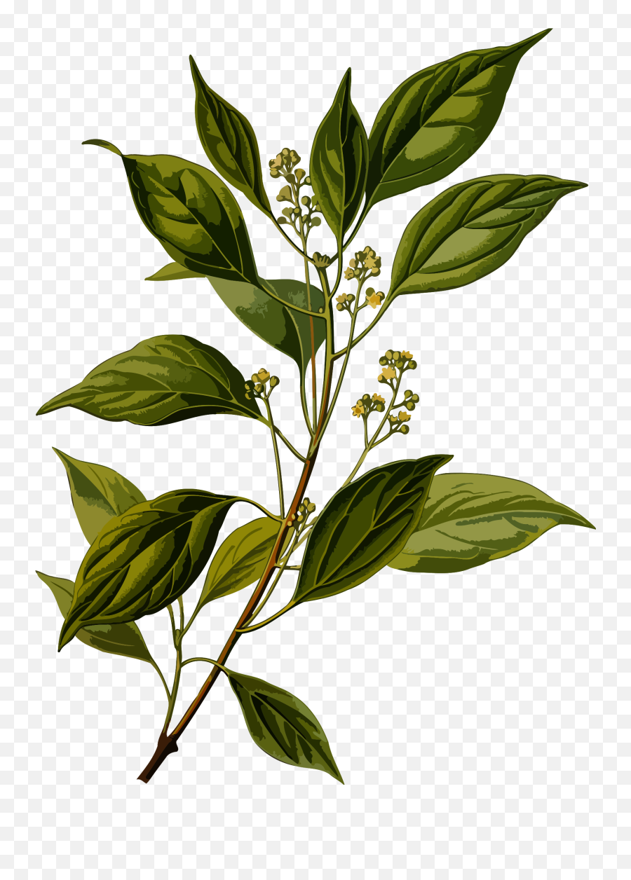 Seed Clipart Small Plant - Cinnamomum Camphora Emoji,Seed Clipart