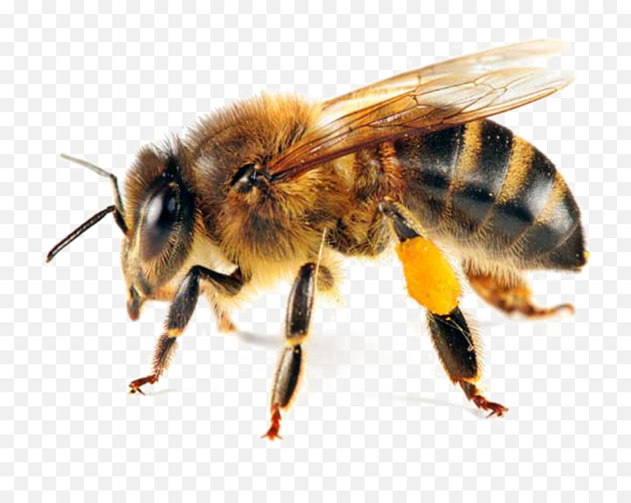 Bee Transparent - Bee Transparent Emoji,Bee Transparent