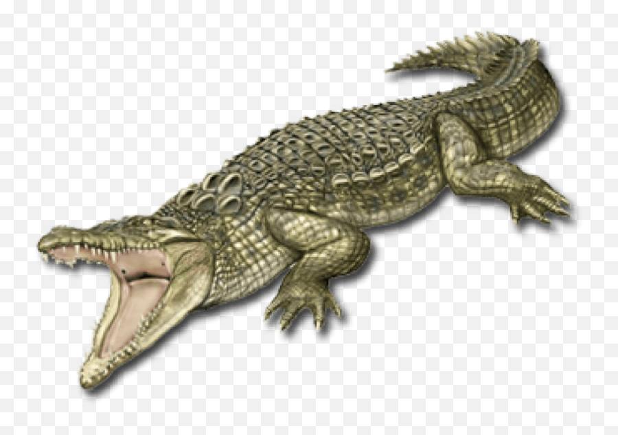 Crocodile Png Logo Png Vector Stock - Nile Crocodile Png Emoji,Crocodile Logo