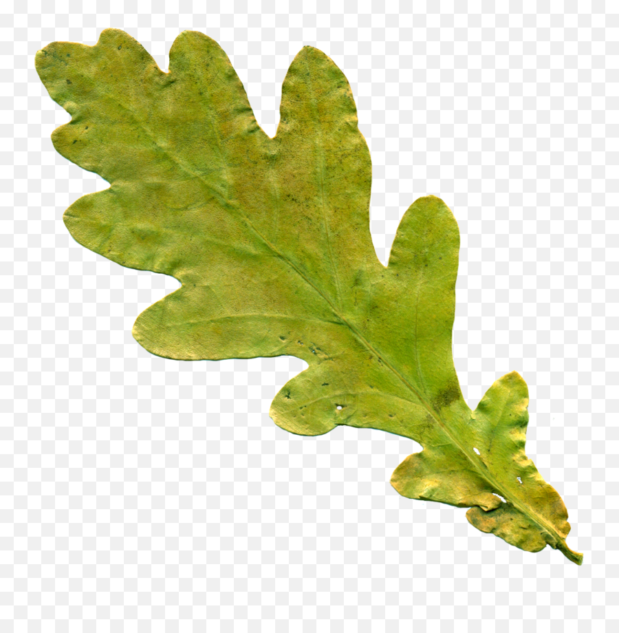 Green Oak Leaf Clipart Free Image Download - Dubový List Emoji,Oak Leaf Clipart