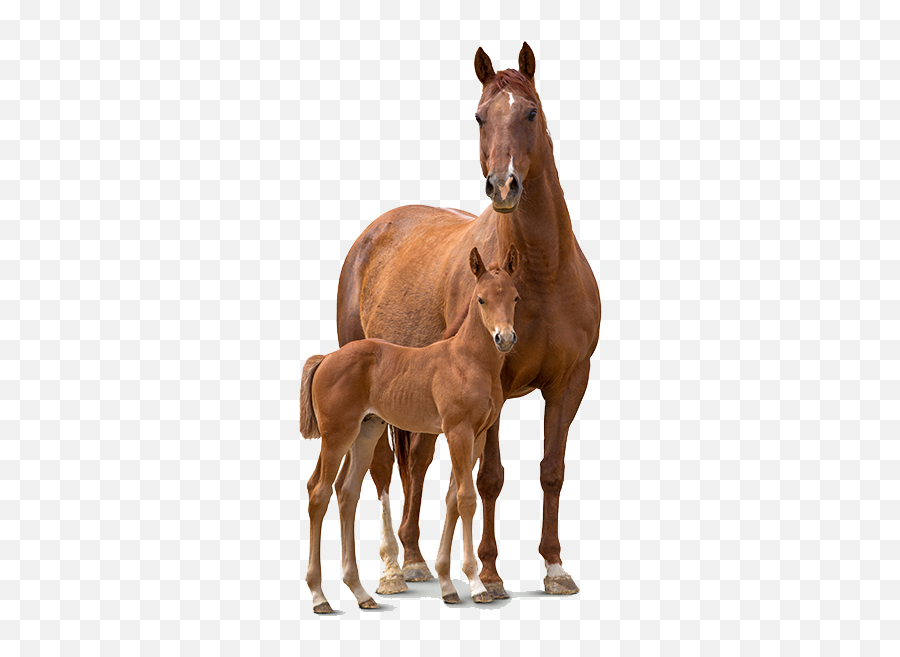 Horse Png Pic - Horse And Foal Png Emoji,Horse Png