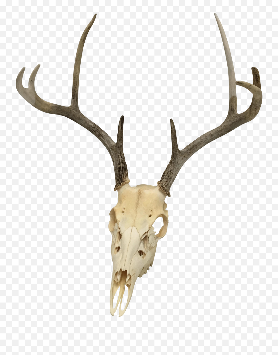 Natural 8 - Transparent Deer Skull With Antlers Emoji,Reindeer Antlers Png