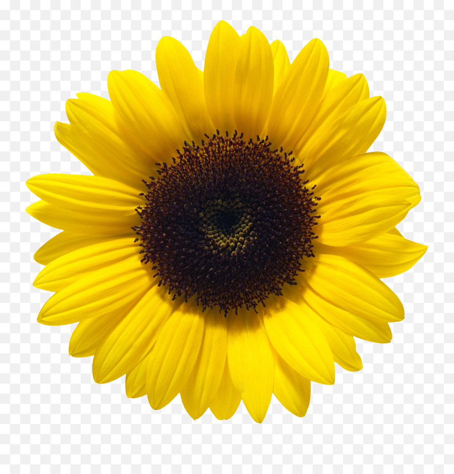 Png Transparent Image And Clipart - Sunflower Png Emoji,Sunflower Clipart