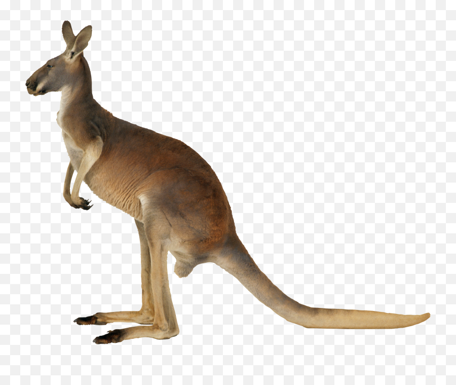 Kangaroo Koala Clip Art - Kangaroo Png Download 800640 Kangaroo Png Emoji,Kangaroo Clipart