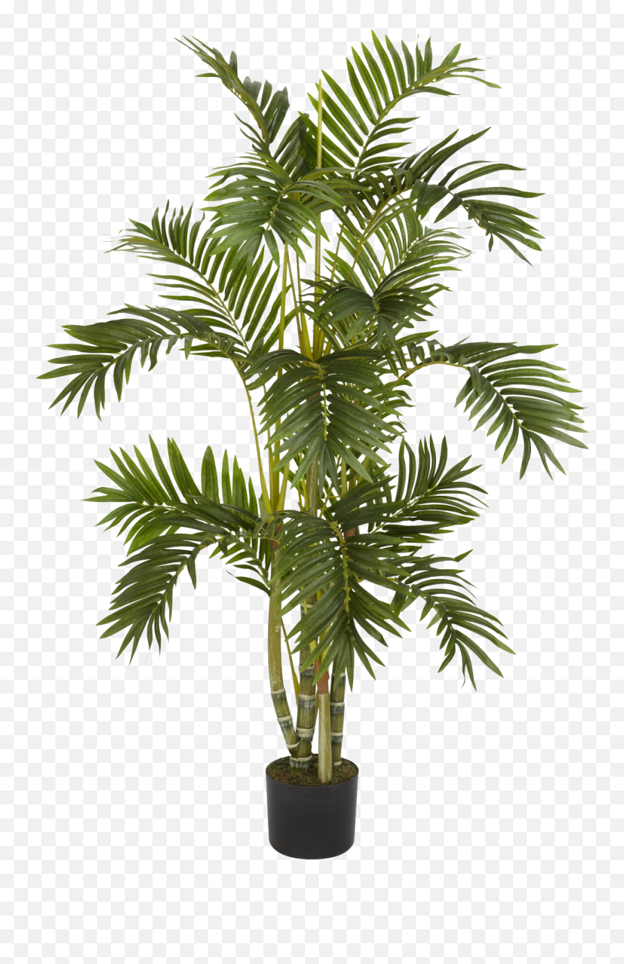 Plants Png - Silk Palm Tree Emoji,Plants Png