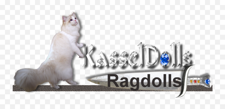 Ragdoll Kittens In Rhode Island New England - Language Emoji,Ragdoll Logo
