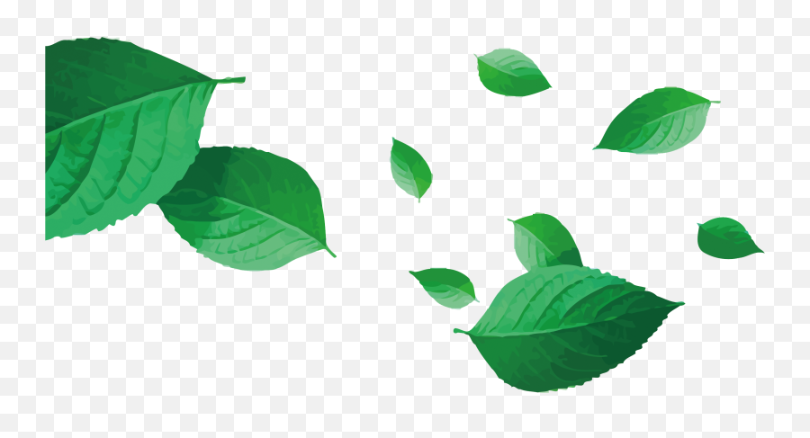 Download Leaf Vector Png - Tea Leaves Vector Png Png Image Rose Leaves Vector Transparent Emoji,Vector Png