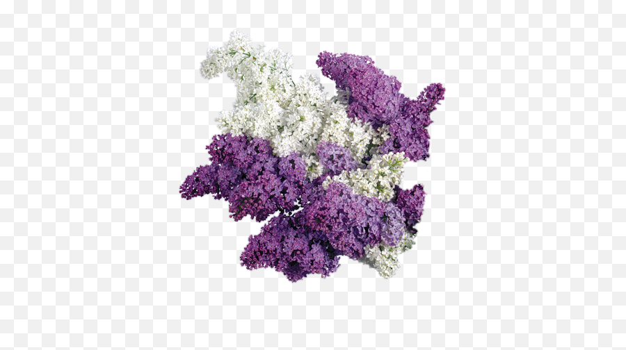 Freetoedit Png Flowers Transparent With Image By Samj - Lavender Flowers Png Tranperent Backroung Emoji,Flowers Transparent Background