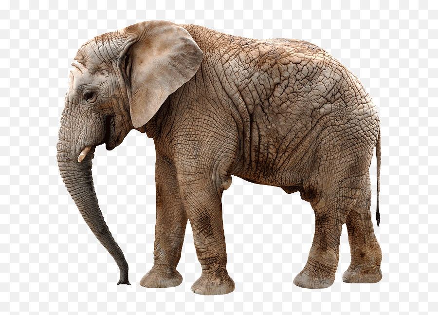 The Elephant In The Room Fair Lending Regression Analysis - Transparent Elephant Gif Png Emoji,Elephant Png