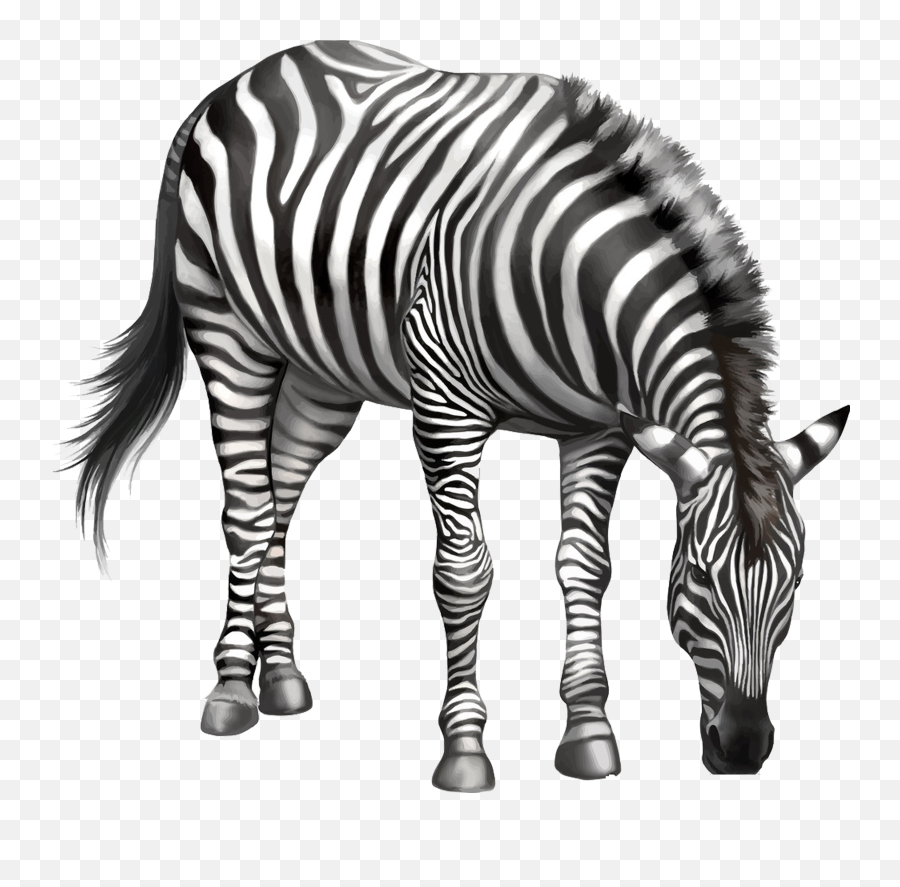 Download Zebra Drawing Clip Art - Zebra Eating Png Full Zebra Eating Grass Png Emoji,Eating Png