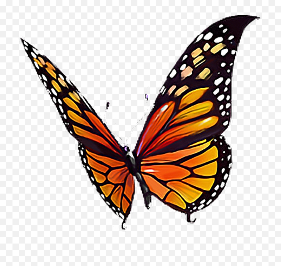 Butterfly - Real Orange Butterfly Png Emoji,Butterfly Clipart Black And White