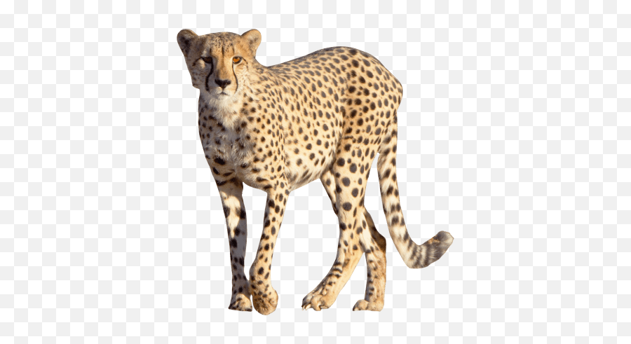 Cheetah Png Transparent Image Pngpix Dubai Khalifa Emoji,Lunapic Make Transparent