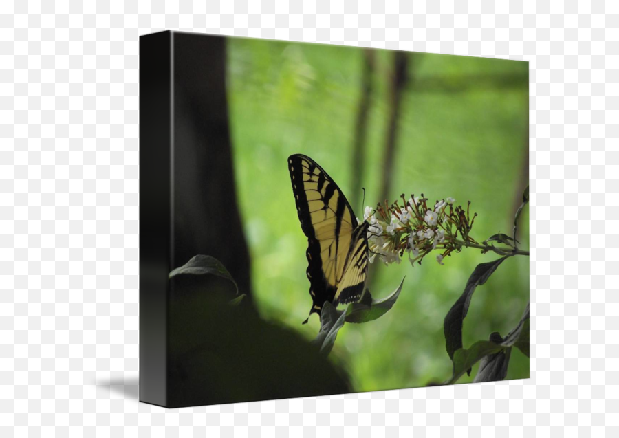 Yellow Monarch Butterfly With Green Background By Jeff Wohl Emoji,Monarch Butterfly Transparent Background
