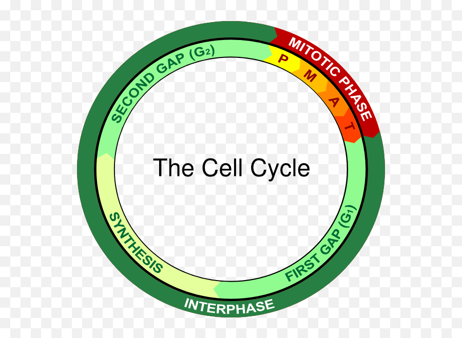 The Cell Cycle Clip Art At Clkercom - Vector Clip Art Dot Emoji,Cell Clipart