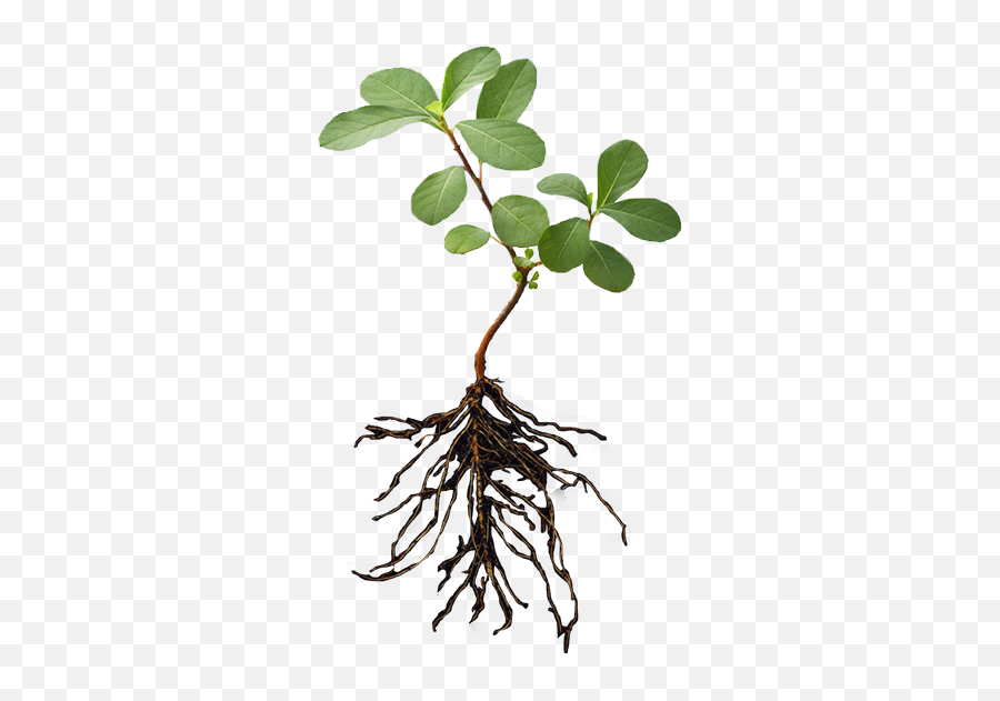 Download Plant With Roots Png - Plant And Root Png Emoji,Roots Png