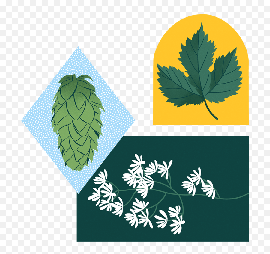 A Field Guide To North Americau0027s Wild Crops - Gastro Obscura Common Hop Emoji,Mashed Potatoes Clipart