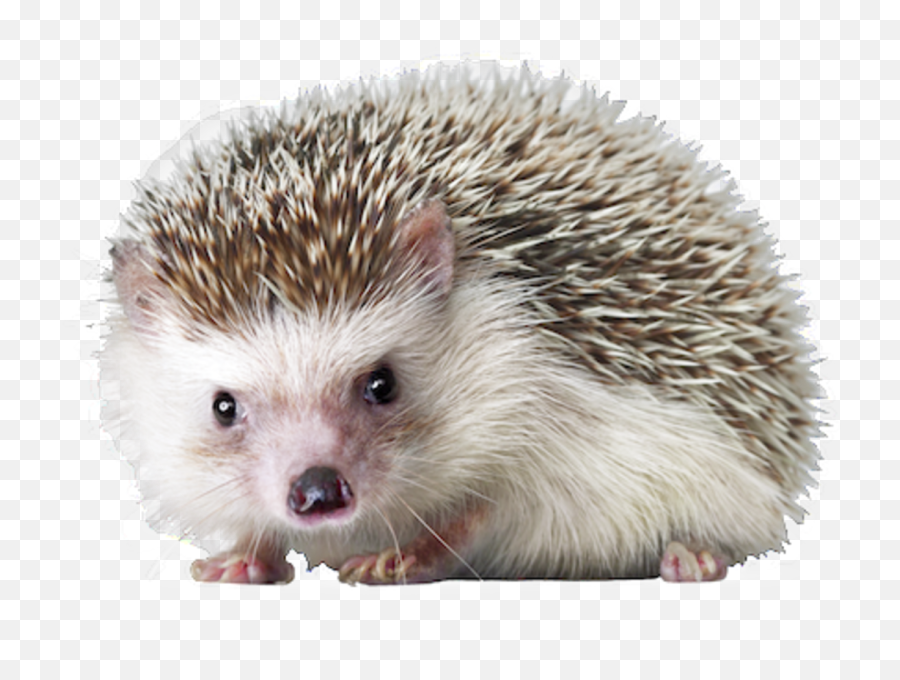 Hedgehog Png Images Transparent - Hedgehog Png Emoji,Cute Png