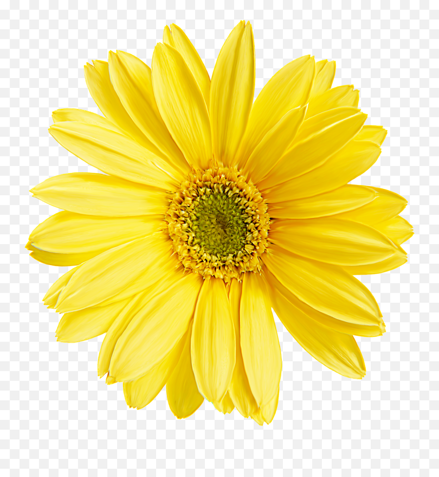 Pastel Yellow Flower Png - Transparent Yellow Daisy Flower Png Emoji,Yellow Flower Transparent