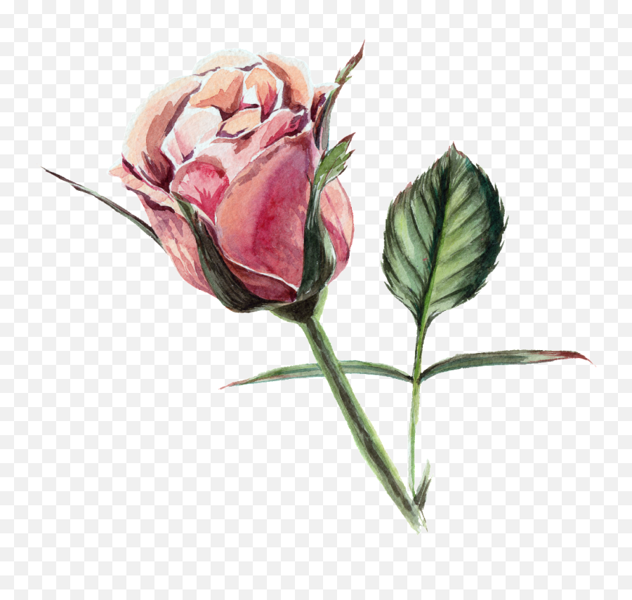 Rose Transparent Watercolor Flowers - Watercolor Roses With Emoji,Rose Transparent Background