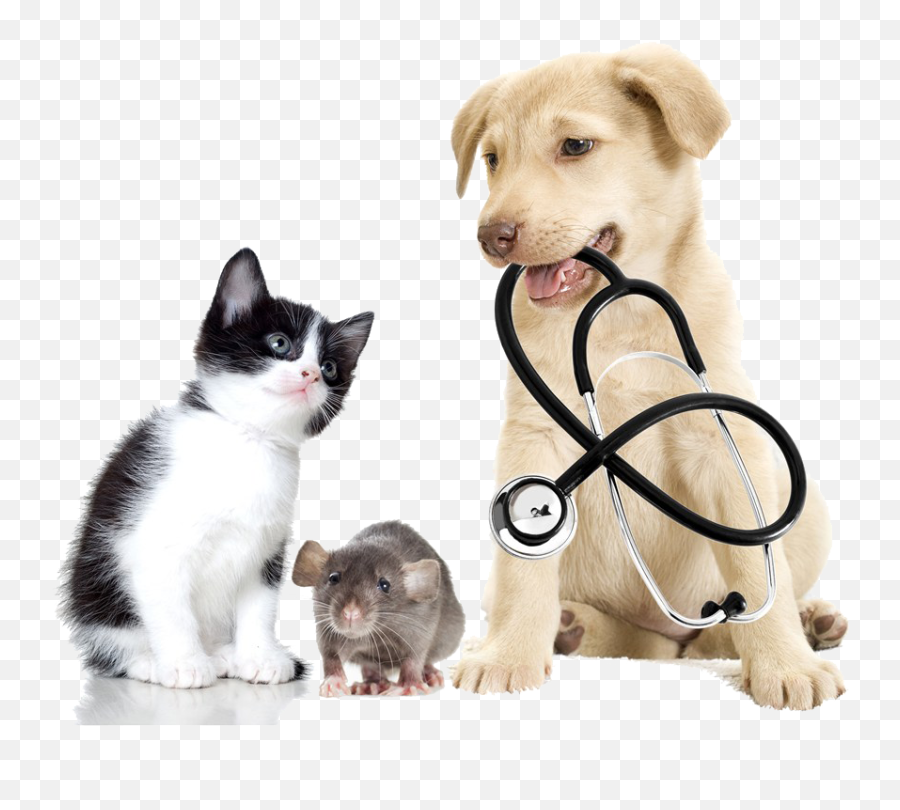 Download And Pet Veterinary - Veterinary Medicine Emoji,Veterinarian Clipart