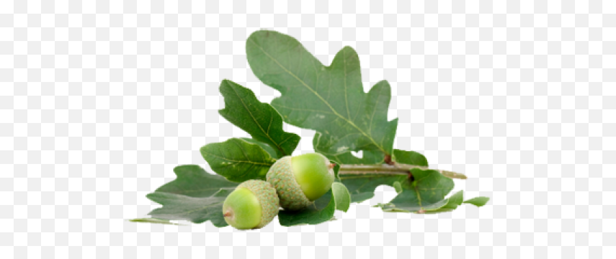 Acorn Png With Green Leaves Png Images Download Acorn - Acorn Emoji,Green Leaves Png
