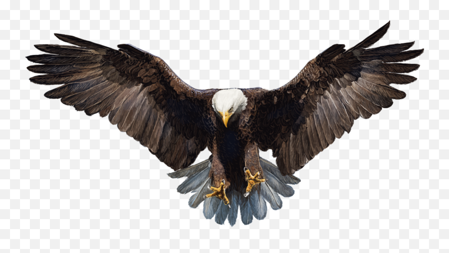 Bald Eagle White - Tailed Eagle Eagle Pn 2035459 Png Eagle Png Download Emoji,Bald Eagle Png
