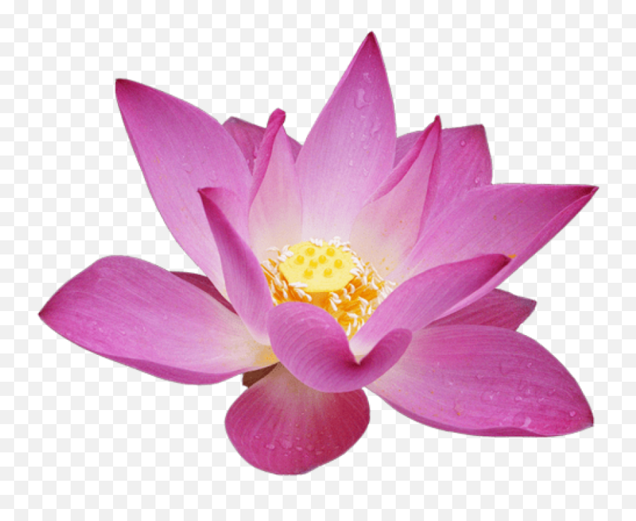 Free Png Download Lotus Flower Png Images Background - Lotus Transparent Background Lotus Flower Transparent Emoji,Flowers Transparent Background