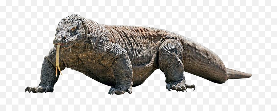 Komodo Dragon Png Transparent Image Png Mart - Asexual Reproduction In Animals Examples Emoji,Dragon Transparent Background
