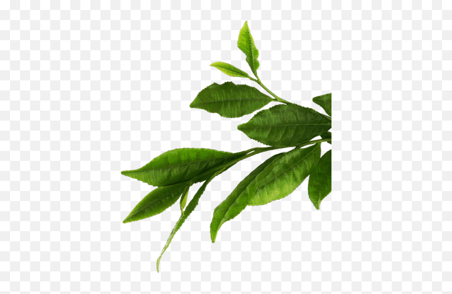 Transparent Leaf Green Tea - Somebymi Aha Bha Pha 30 Days Miracle Foam 100ml Emoji,Leaf Transparent Background