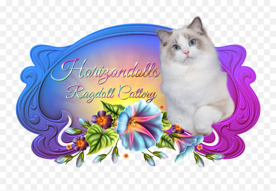 Ragdoll Cattery Ragdoll Kittens - Event Emoji,Ragdoll Logo