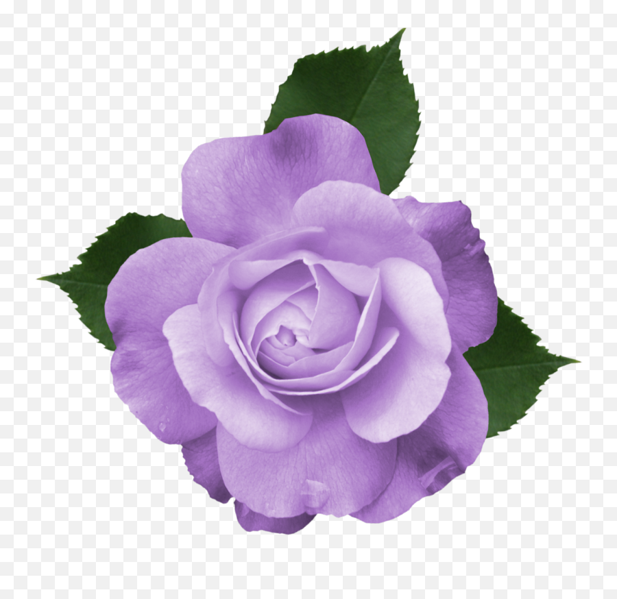 Library Of Purple Flower Vector Freeuse Transparent - Transparent Background Purple Flower Transparent Emoji,Flowers Transparent Background