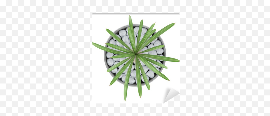 Top View Of Cactus Plant In Pot Isolated On White Background Emoji,Plant Top View Png