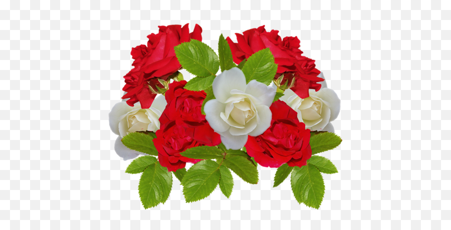 Renkli Beyaz Güller White Rose Png Pictures Png - Flor Emoji,White Roses Png