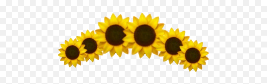 Aesthetic Sunflower Png High - Sunflower Crown Png Emoji,Sunflower Png
