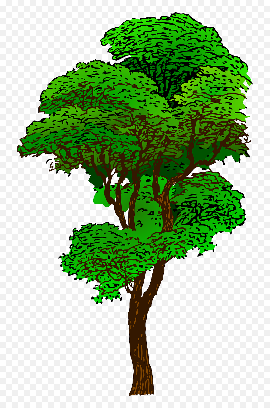 Tropical Rainforest Tree Clip Art - Tree Png Download 786 Emoji,Tree Clipart Transparent