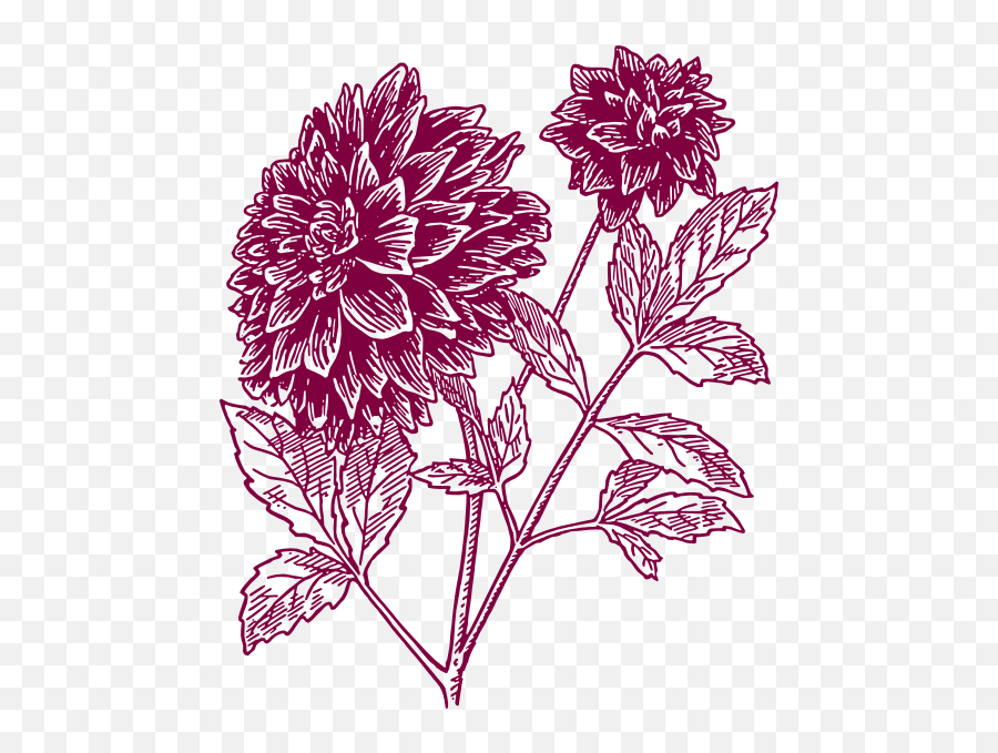 Carnation Flower Tattoo - Clipart Best Clipart Best Drawing Outline Dahlia Flower Emoji,Tattoo Clipart
