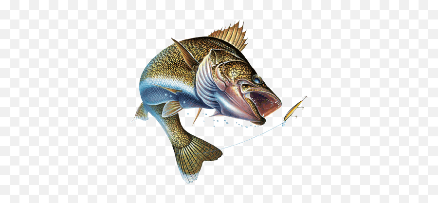 Animals For Walleye Fishing Logos - Walleye Fishing Logos Emoji,Fishing Logos