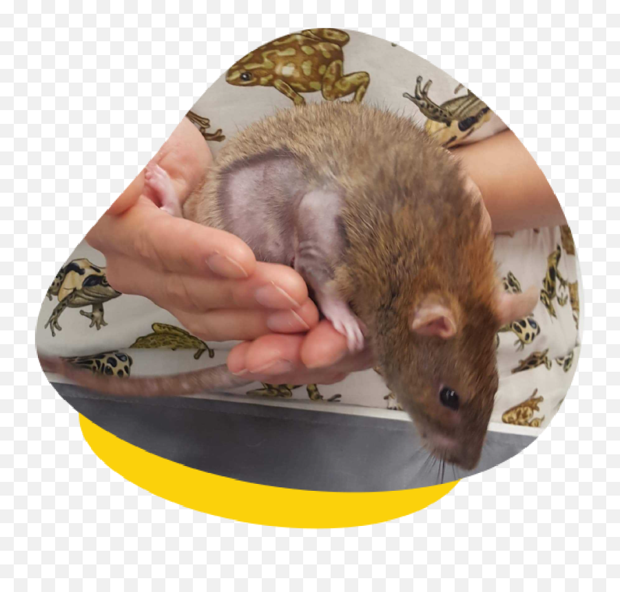 Lumps And Bumps In Mice And Rats - Should You Visit A Vet Emoji,Rat Transparent Background
