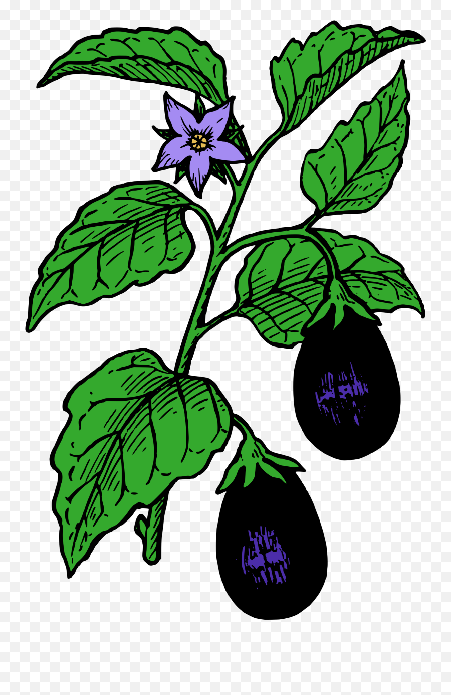 Eggplant - Brinjal Plant Images Drawing Emoji,Eggplant Clipart