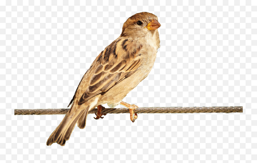 How To Change The Background Of A Image Without Photoshop - Sparrow Sitting On Mobile Tower Emoji,Transparent Background Photoshop