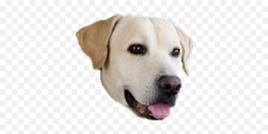 Dog Face Png 2 Png Image - Dog Face Clear Background Emoji,Dog Face Png