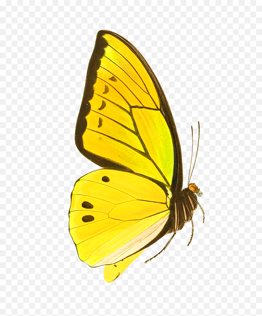 Butterfly Clipart Emoji,Yellow Butterfly Png