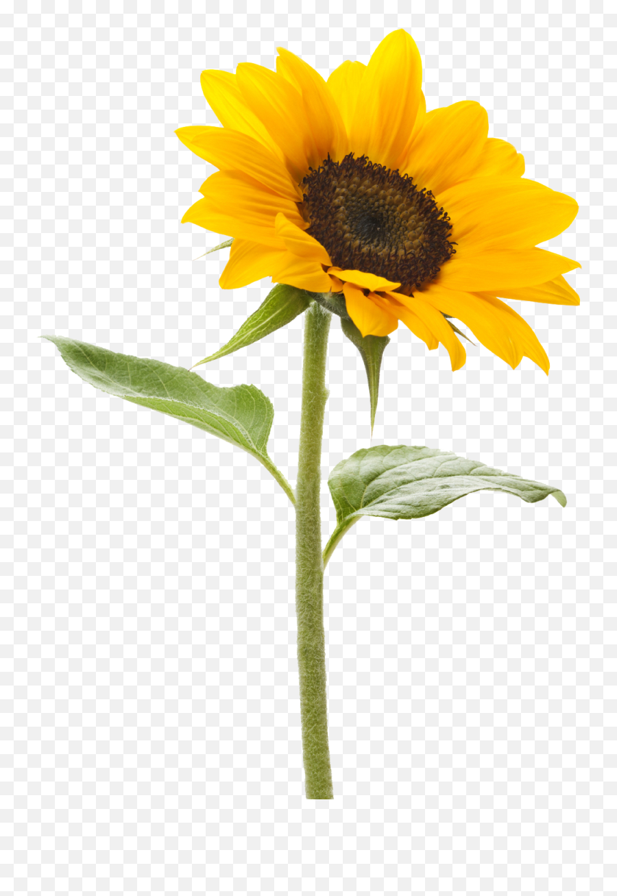 Royalty Free Sunflower Png Images Free - Sunflower Png Emoji,Sunflower Png