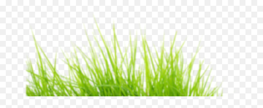 Digital Content Is Here - Sweet Grass 770x299 Png Emoji,Grass Clipart Transparent Background