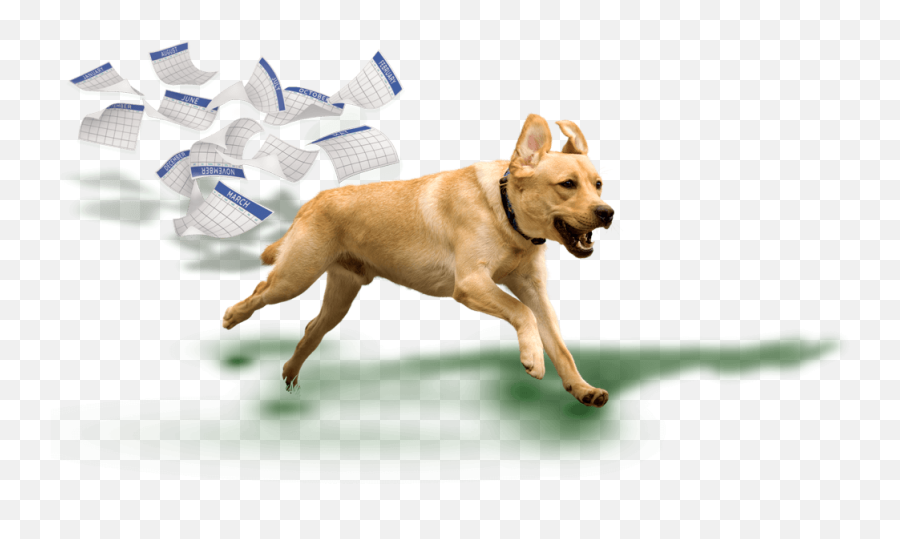Synovetin Oa Introducing Synovetin Oa Canine Elbow Emoji,Target Logo Dog