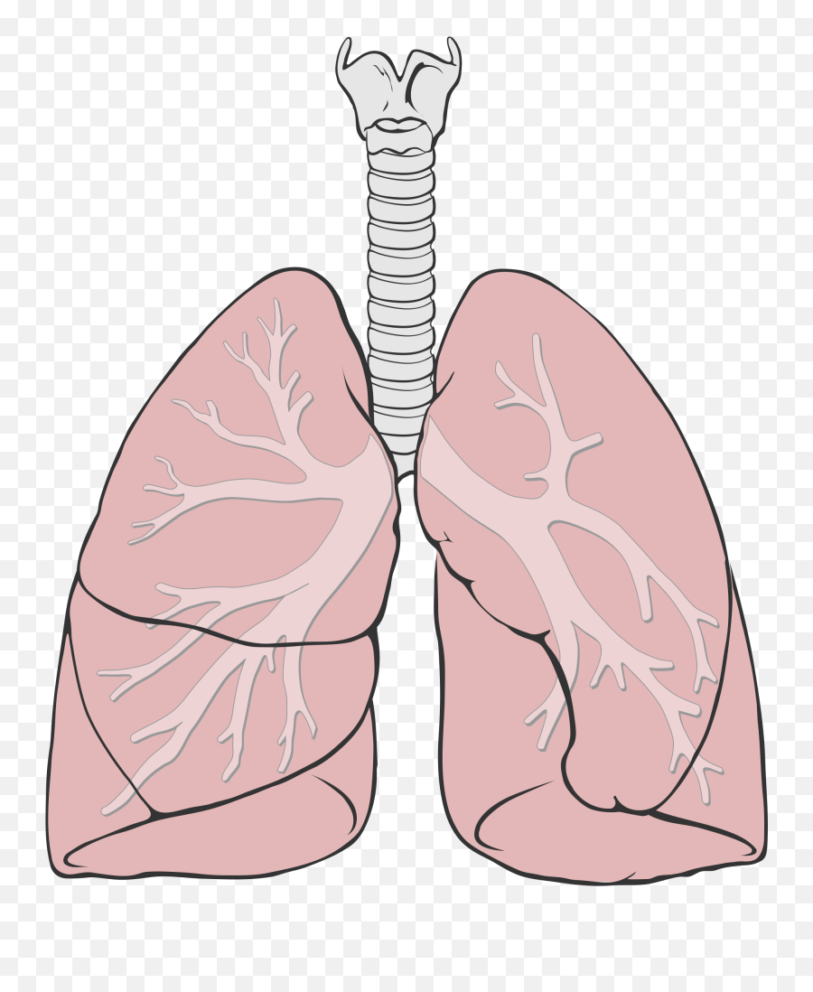 Lungs Clipart Pulmones Lungs Pulmones - Lungs Diagram Simple Emoji,Lungs Clipart