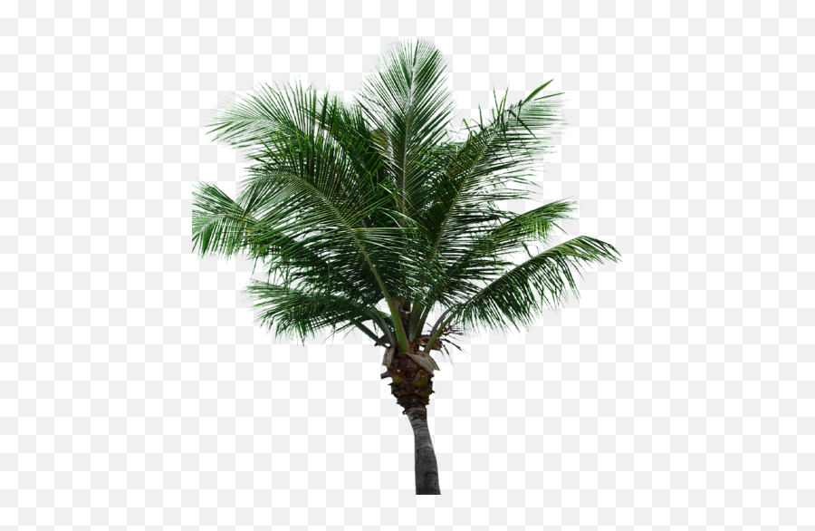 Palm Tree Transparent Background - Fresh Emoji,Palm Tree Transparent