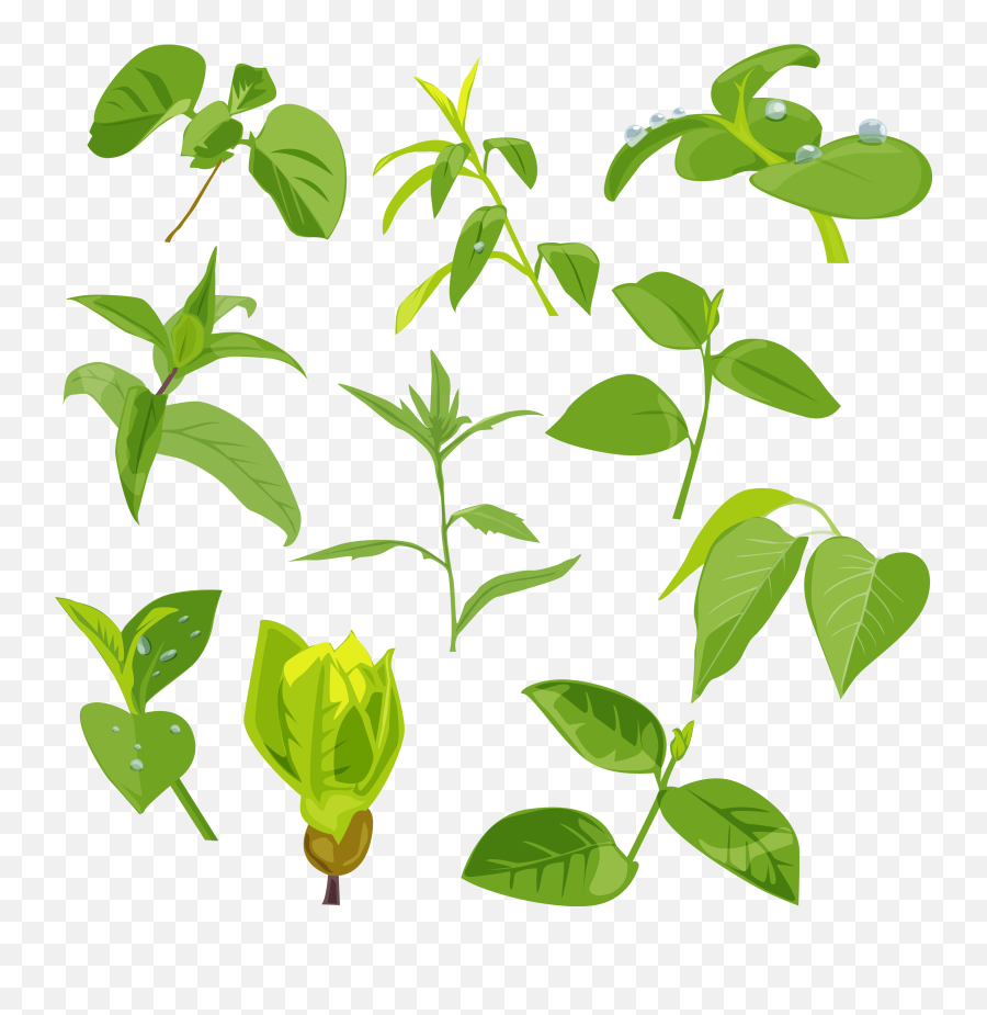 Green Leaves Png Image - Purepng Free Transparent Cc0 Png Emoji,Green Leaves Png