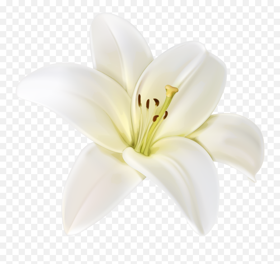 Png White Flower Transparent Images Free U2013 Free Png Images - Transparent Background White Lily Emoji,Flowers Transparent Background