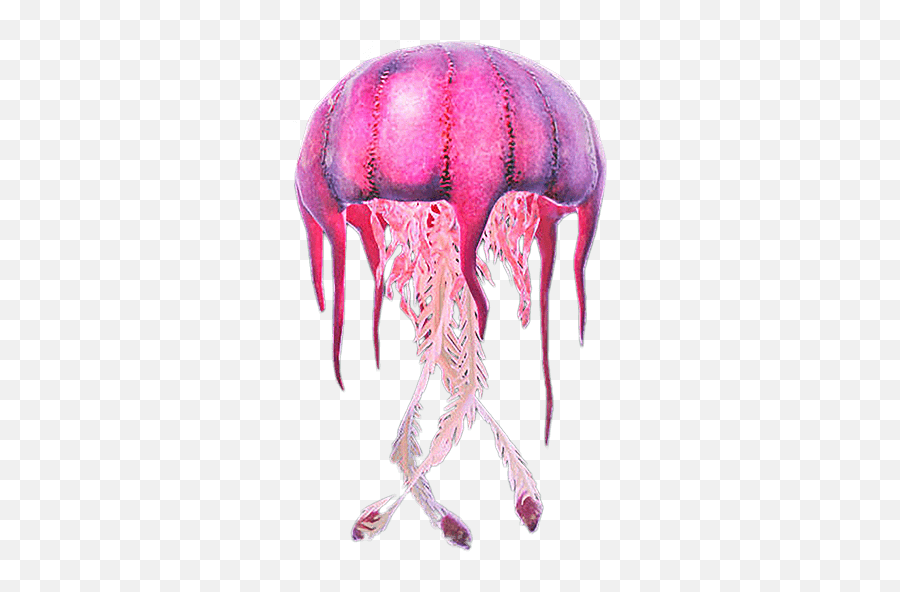 Filehuge Pink Jellyfishwebp - Official Satisfactory Wiki Emoji,Jellyfish Logo